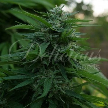 Lord Kush 1 semilla