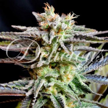 Sugar Black Rose 5 semillas