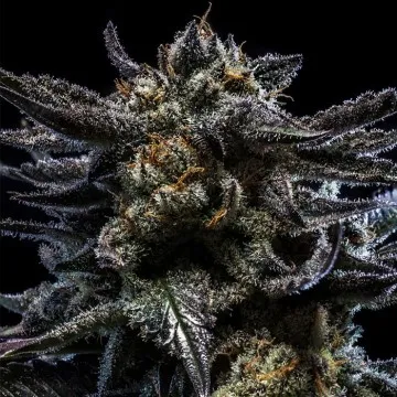 Zombie Kush 1 semilla
