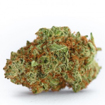 Monsterbud 5+2