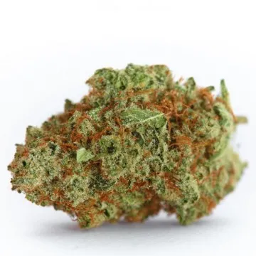 Monsterbud 5+2